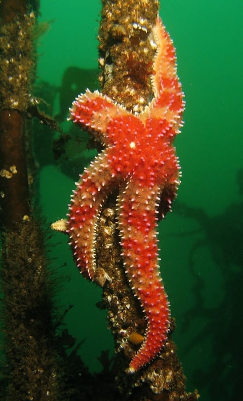 Vivid orange mottled sea star wrapped around strand of kelp, courtesy NOAA.